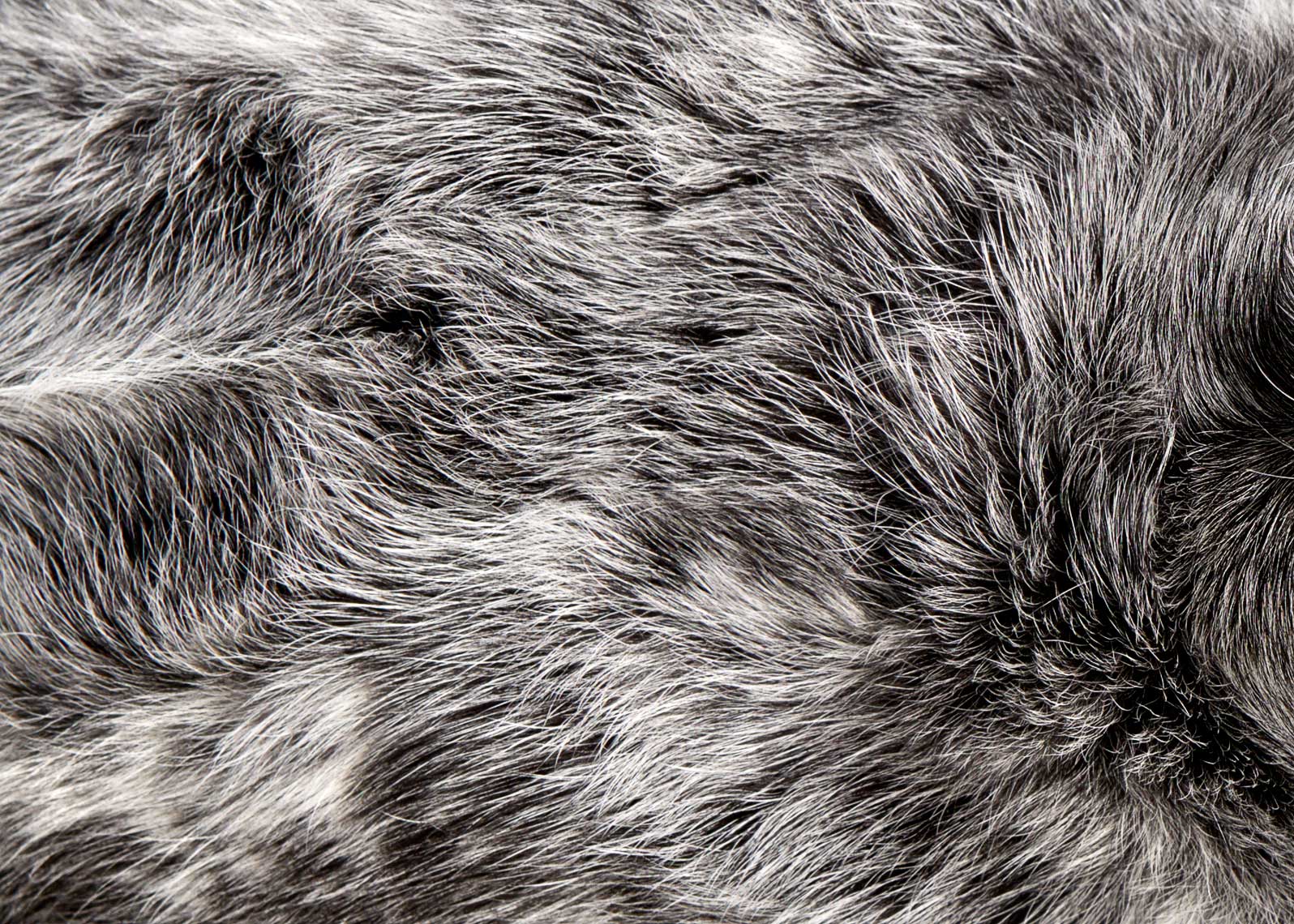 Dog fur detail