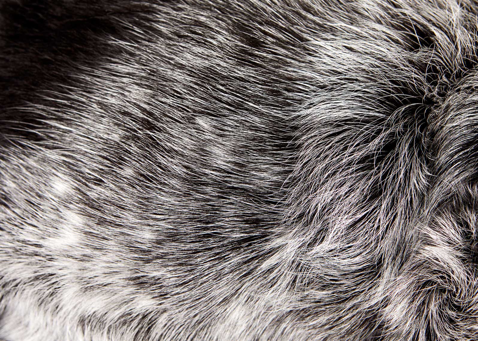 Shepherd hair detail