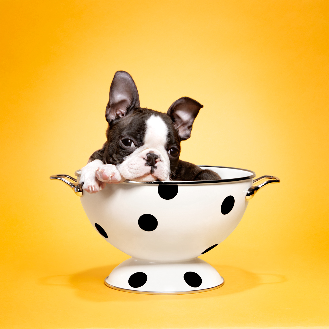 Boston Terrier puppy in a bowl