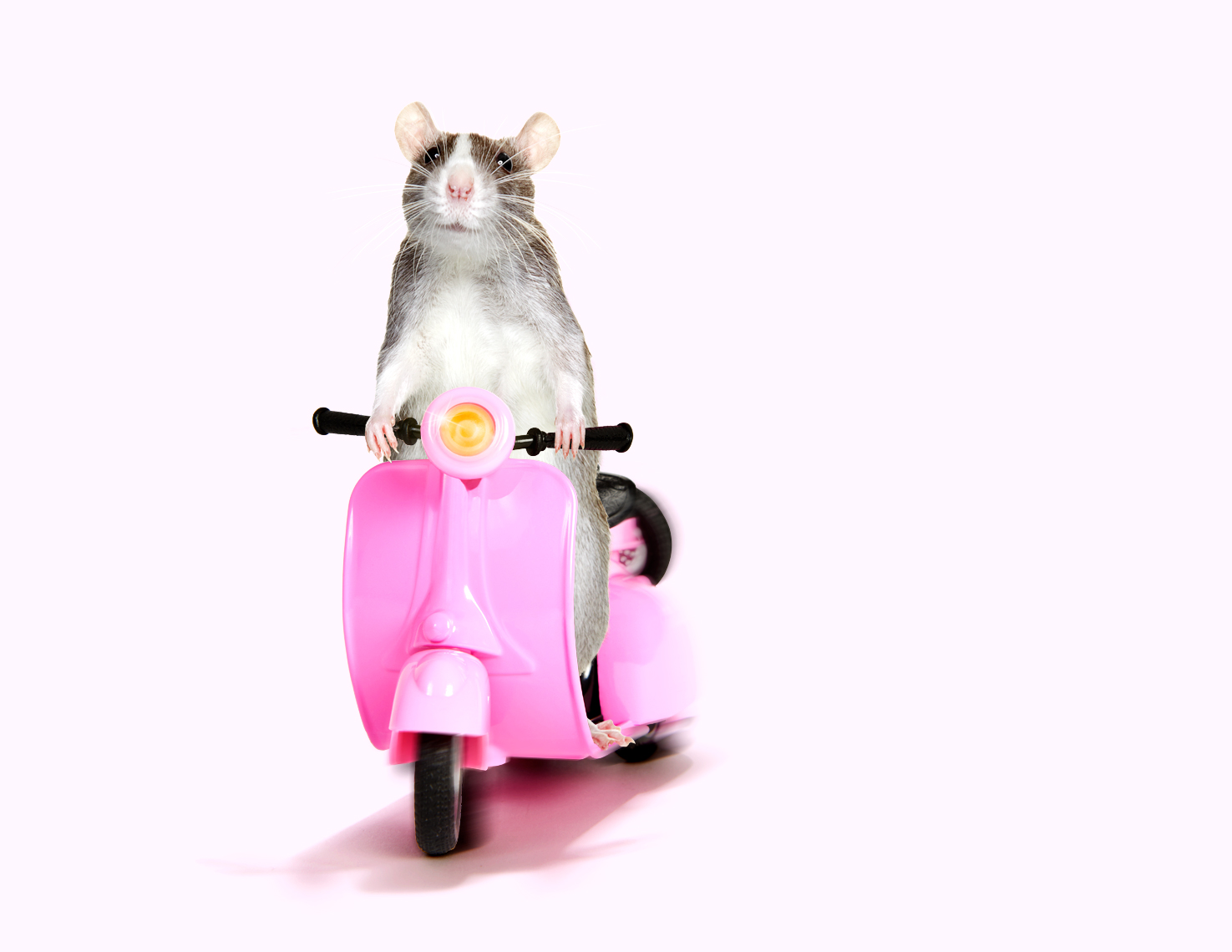 Rat on scooter