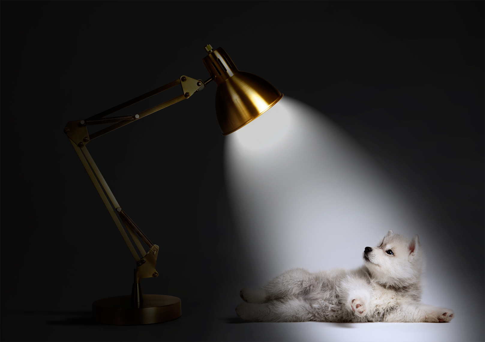 Husky puppy in lamp spotlight