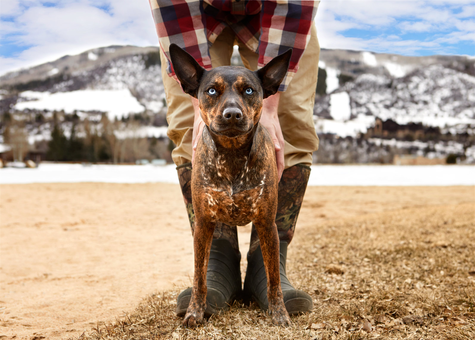 Cattle dog with man in boots