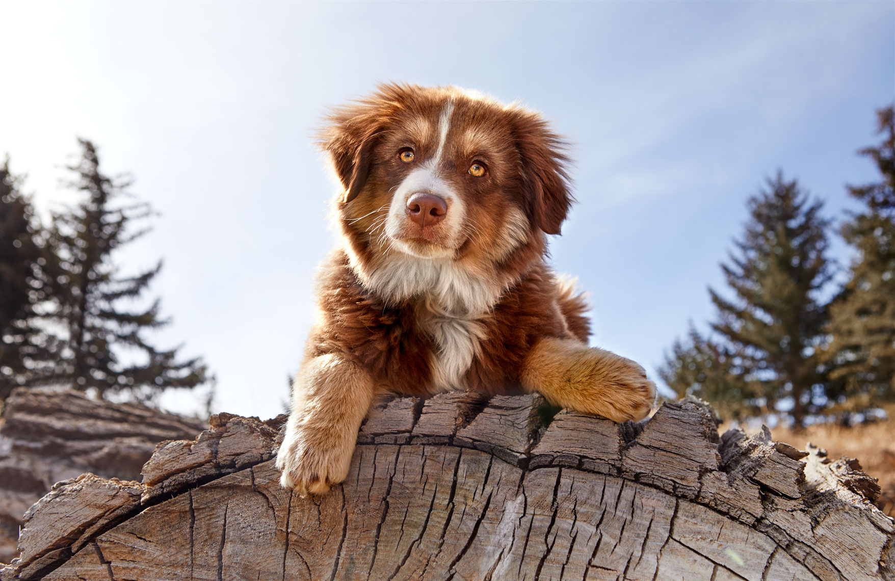 Australian Shepherd Puppy on log