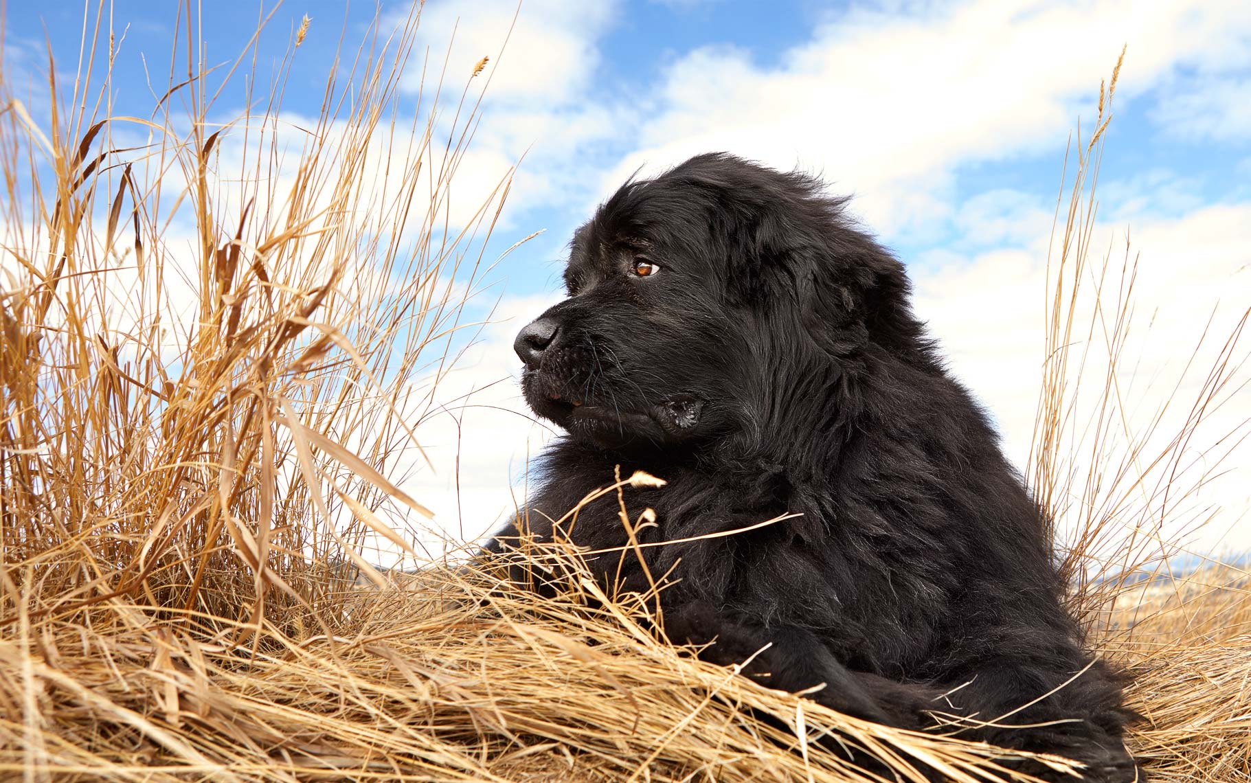 Newfoundland dog in field