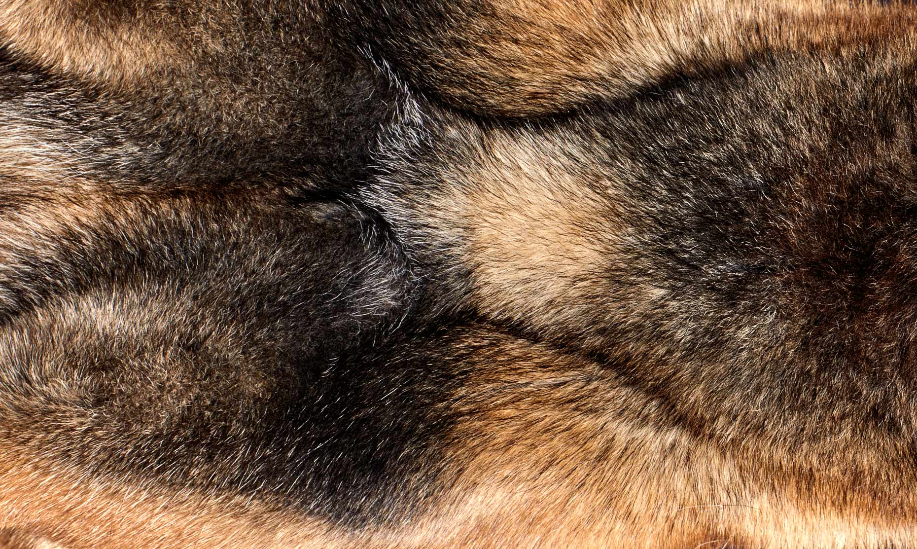 German Shepherd fur detail