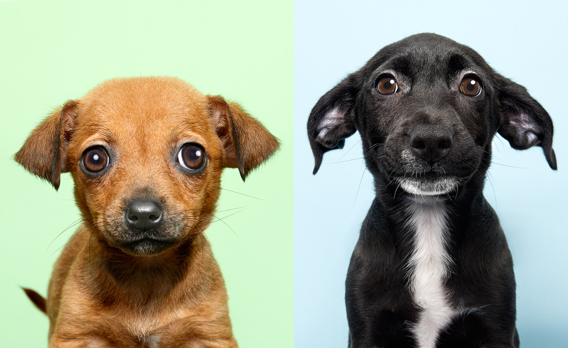 Puppy portraits on colorful backgrounds