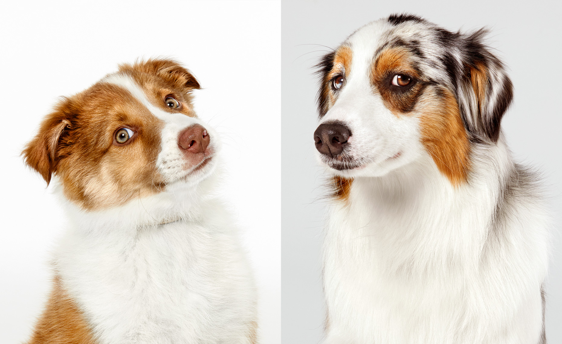 Border Collie and Australian Shepherd portraits