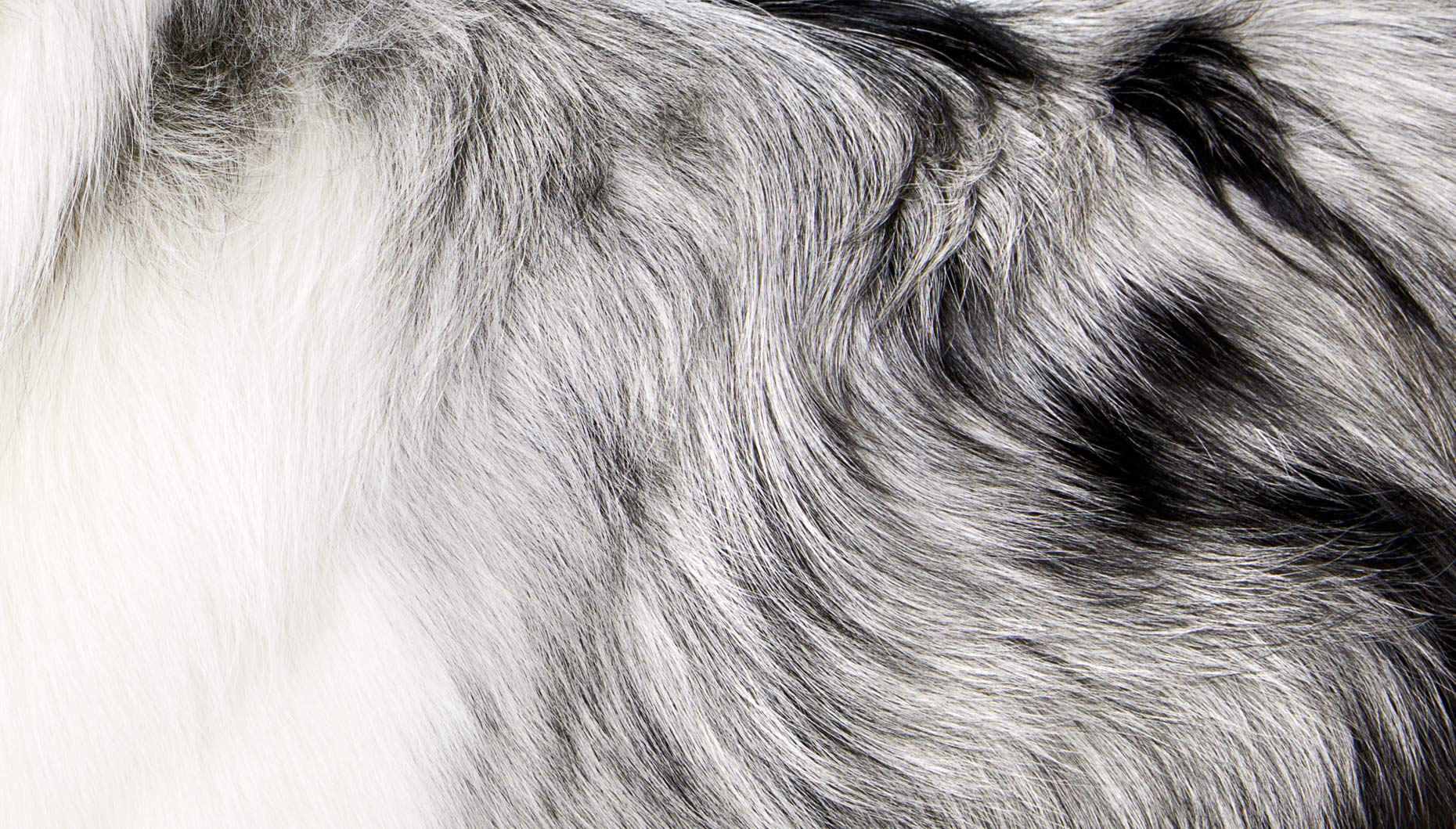 Australian Shepherd Dog hair