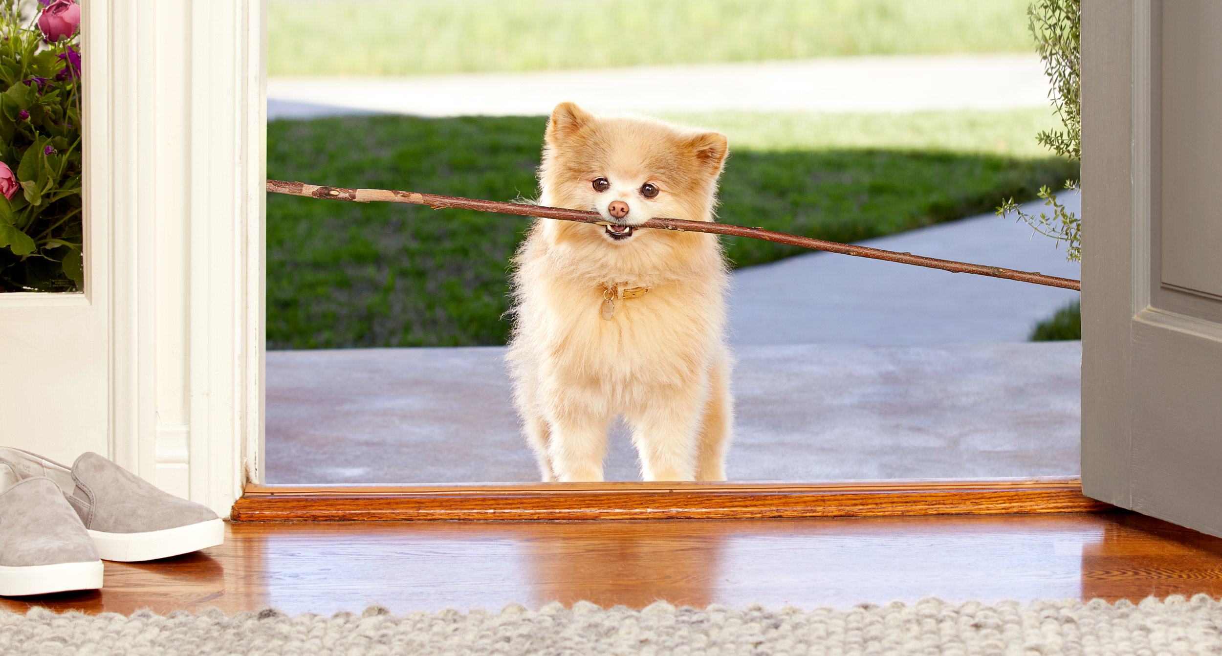 Pomeranian in doorway holding stick in mouth