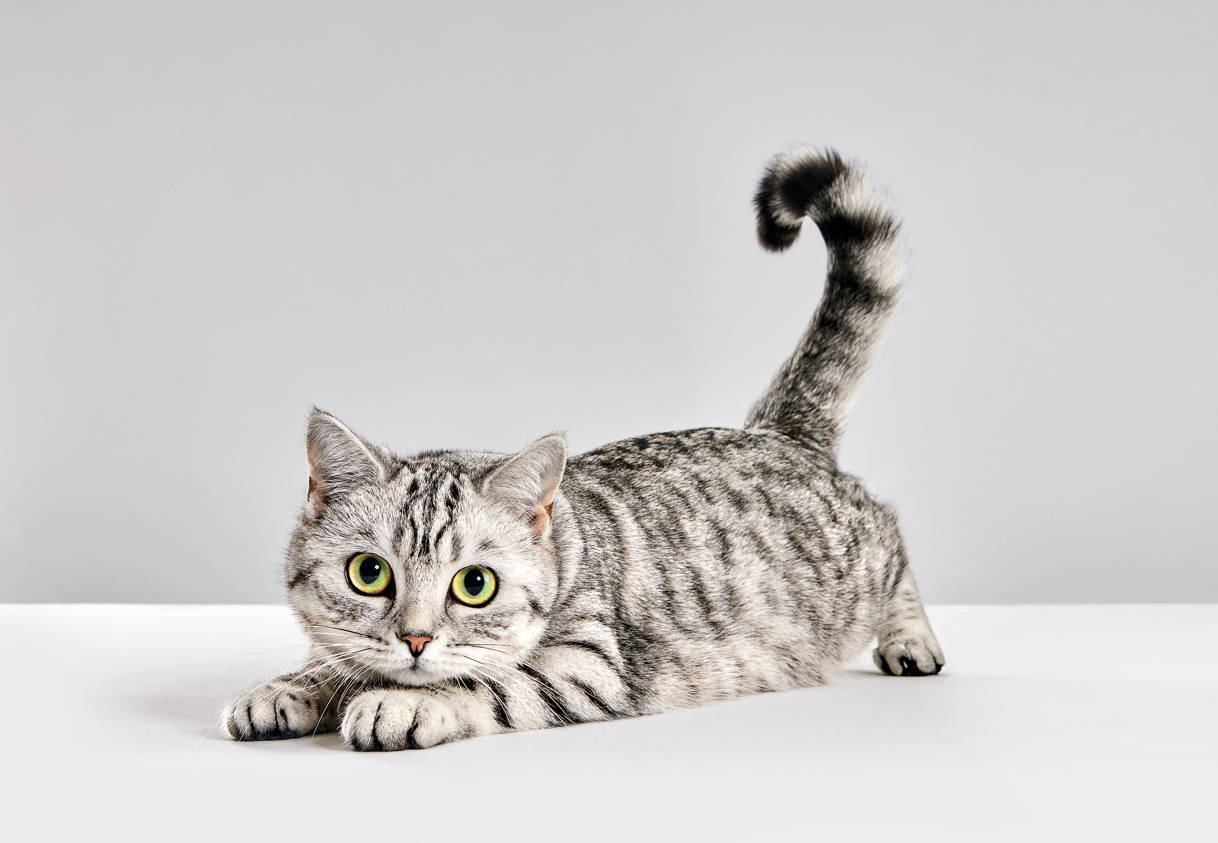 190717-Whiskas-Kiki-0487