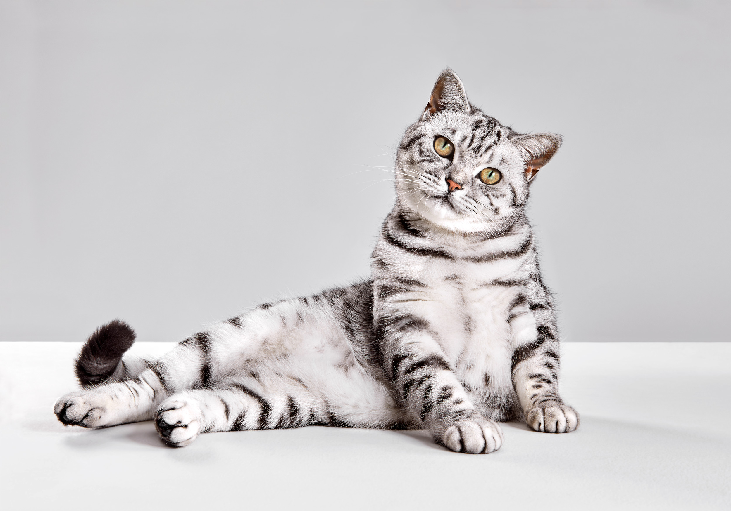 Whiskas commercial outlet cat breed