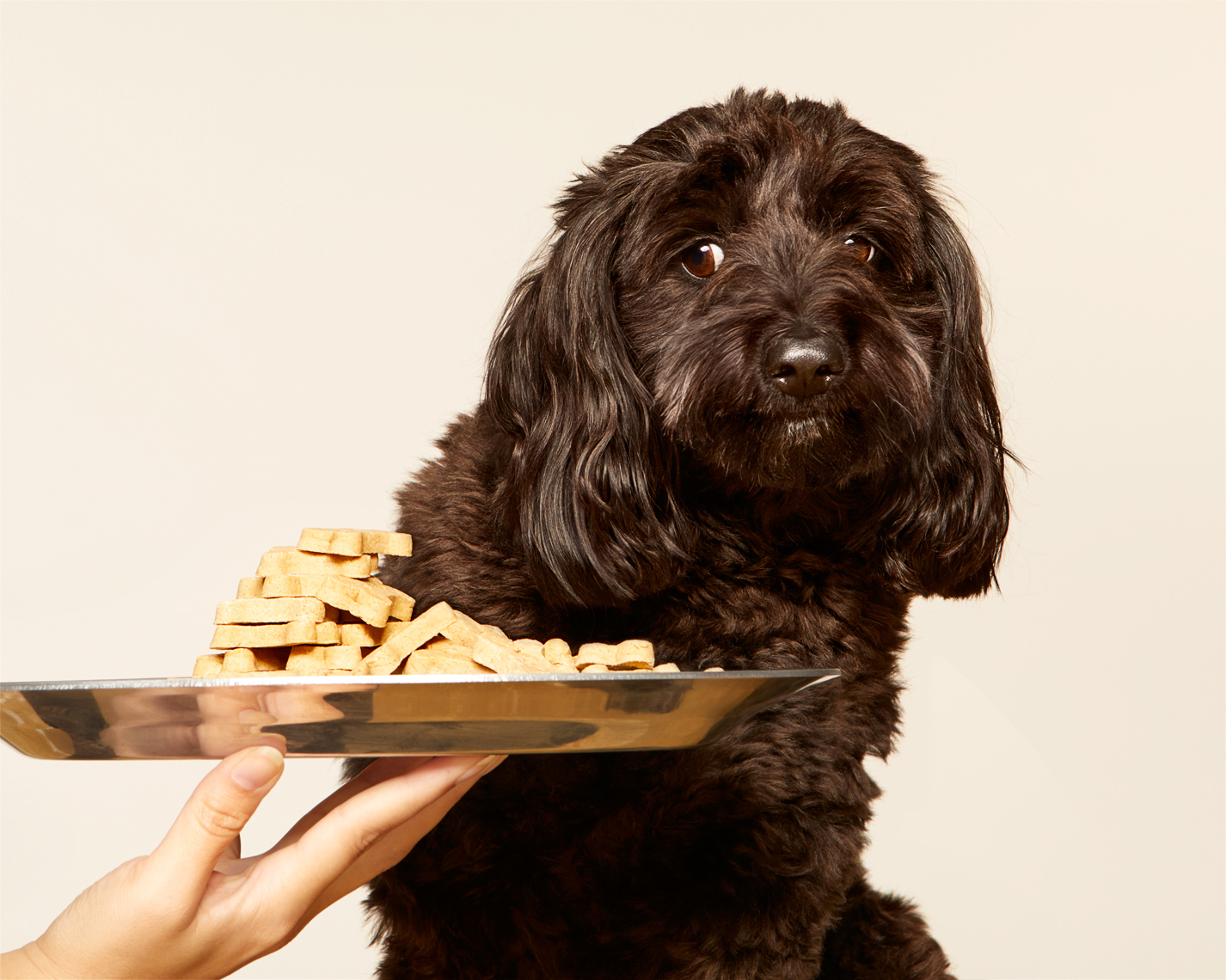 Small black dog looking at a tray of treats