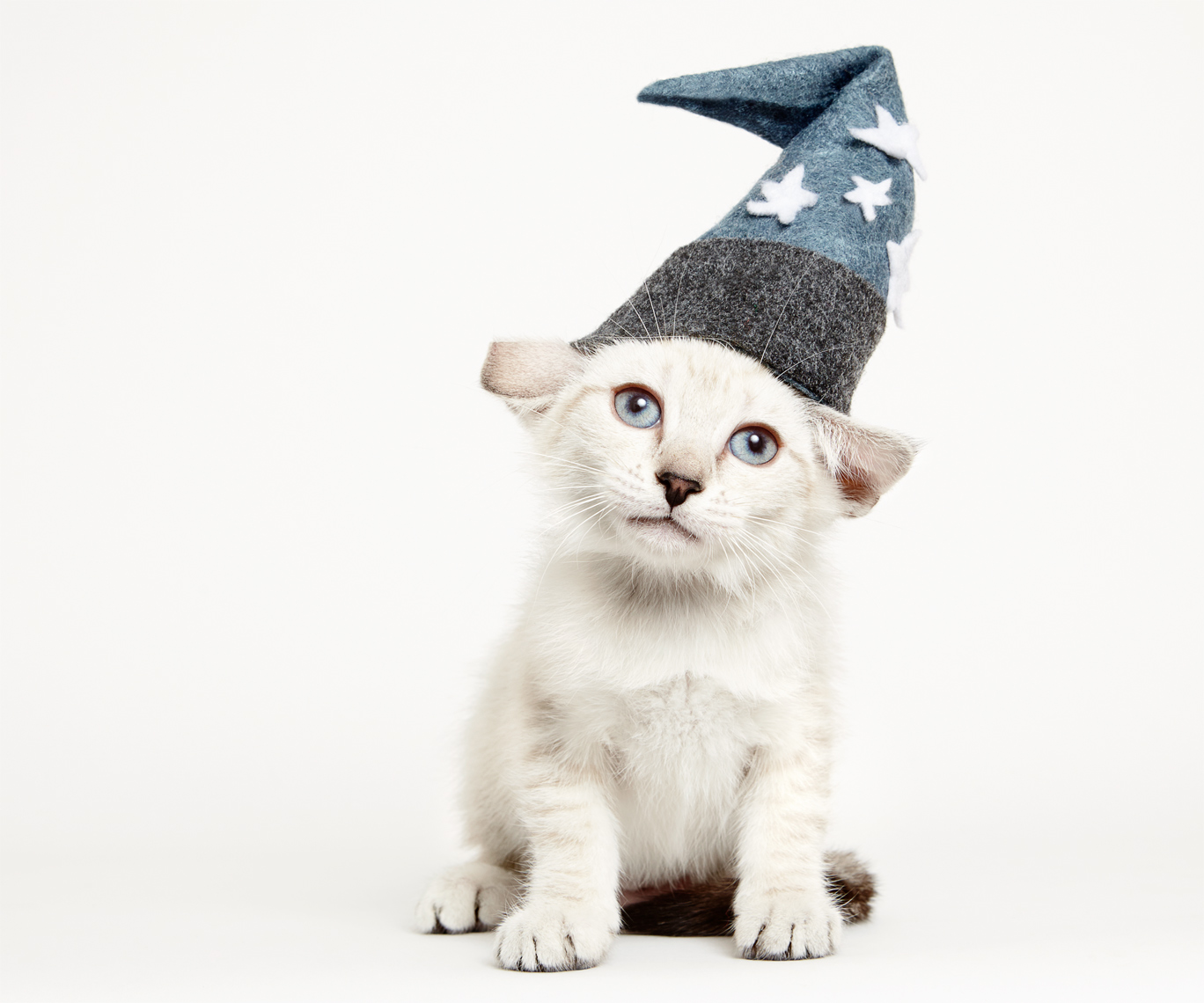 Kitten in wizard hat