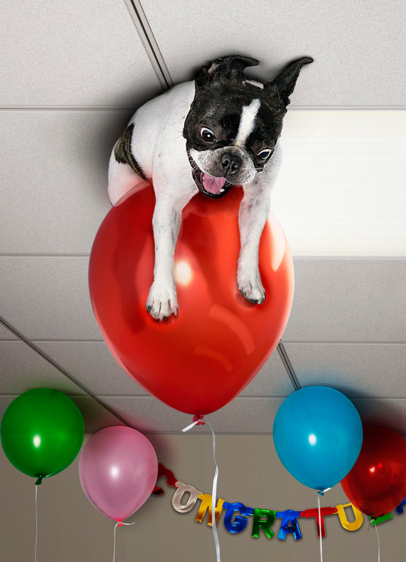 French Bulldog on balloon Shaina Fishman