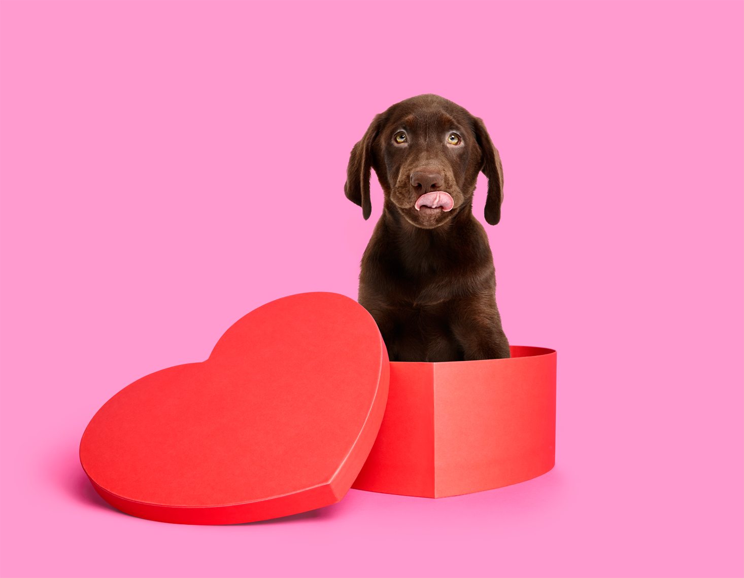 Chocolate Labrador in a heart box