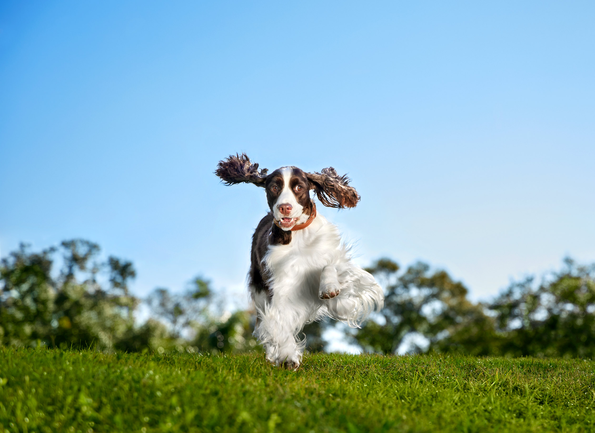 220111-SpringerSpaniel-Nikki-0136