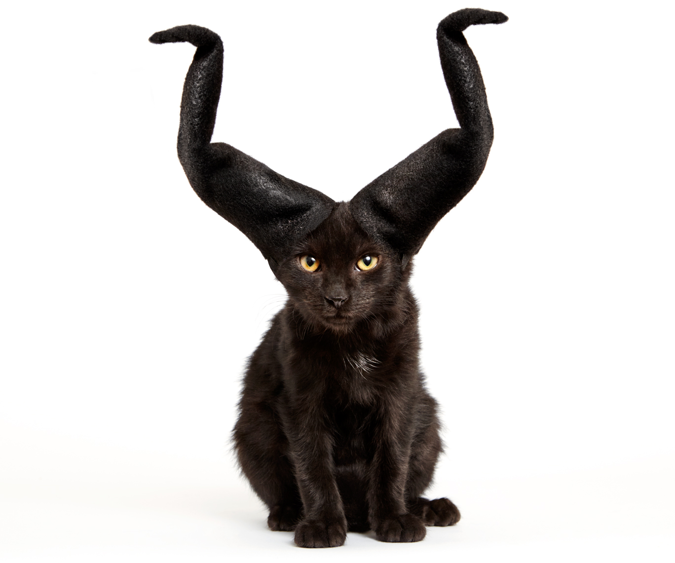 Kitten with Maleficent horns