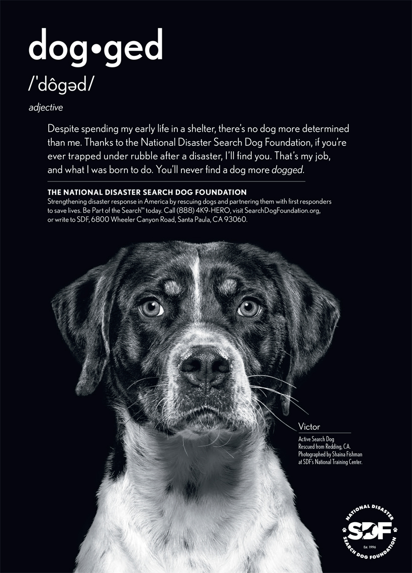 Search Dog Foundation Advertisement
