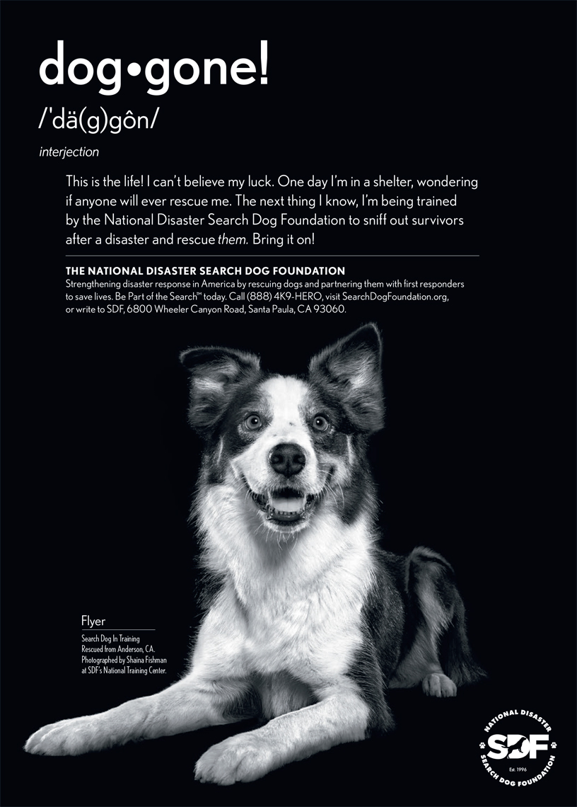 Search Dog Foundation Advertisement
