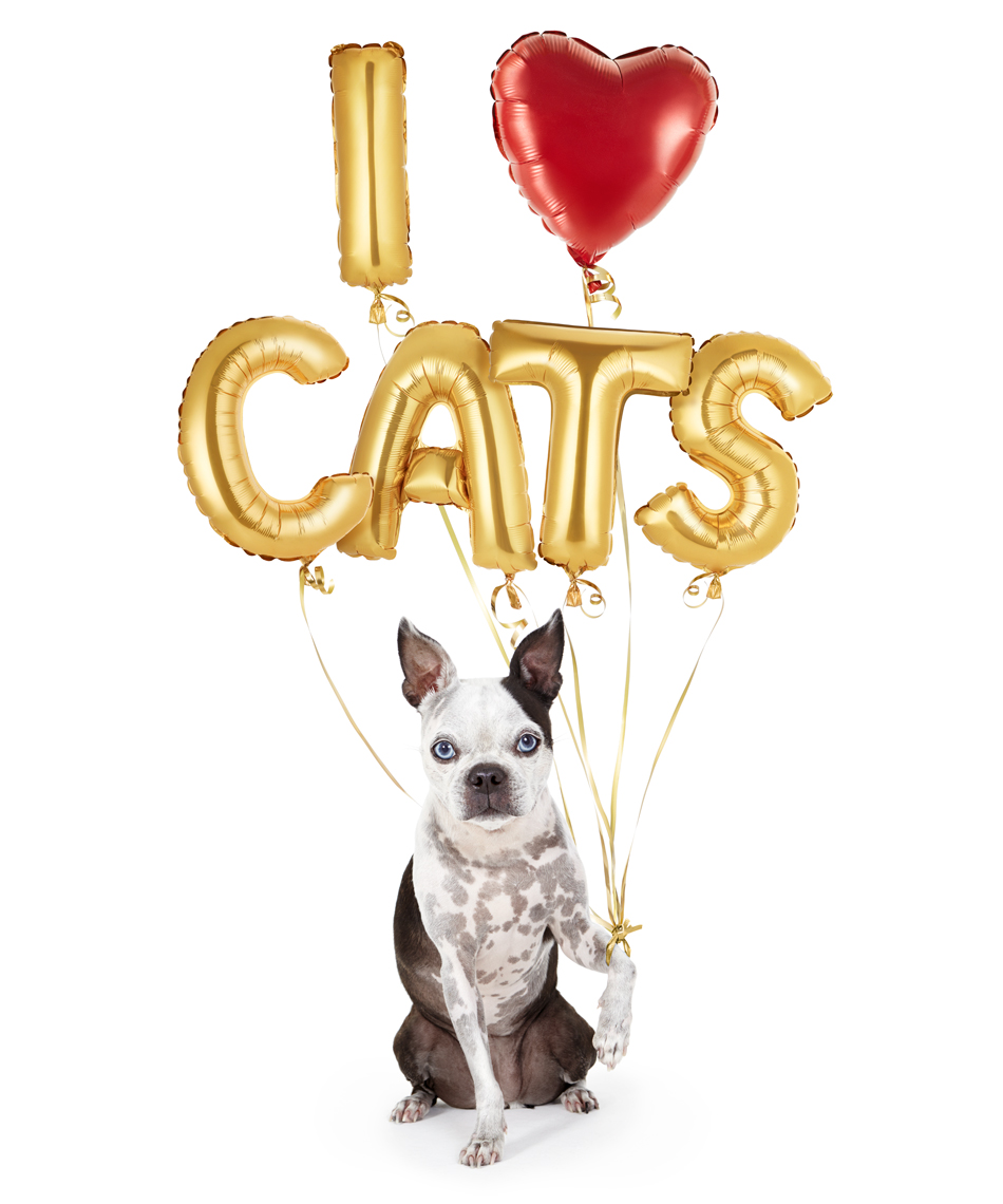 Boston Terrier with balloons