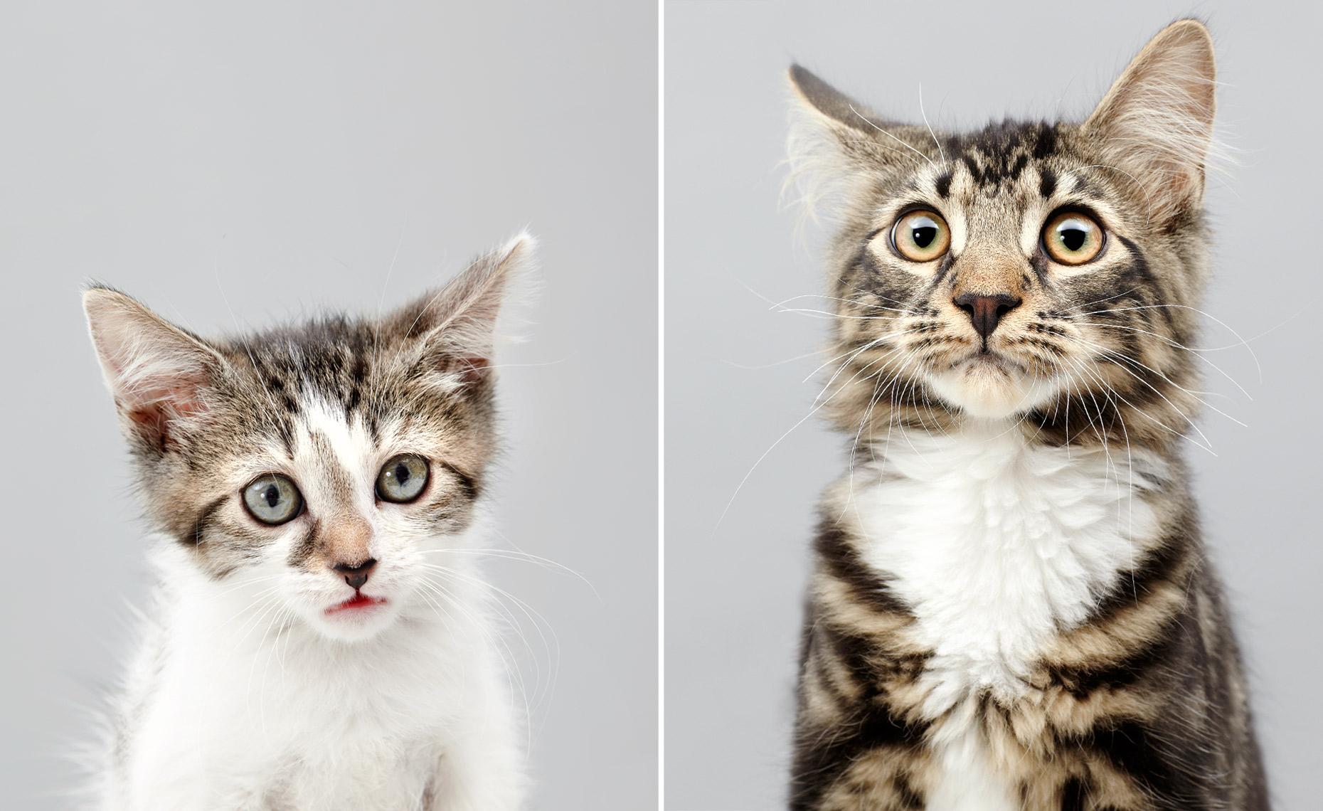 Kitten and cat portrait