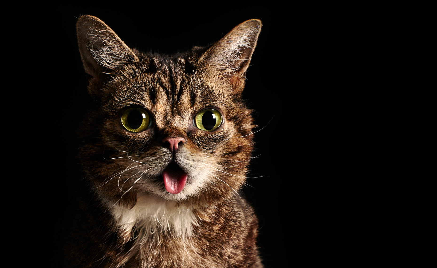 Lil bub portrait