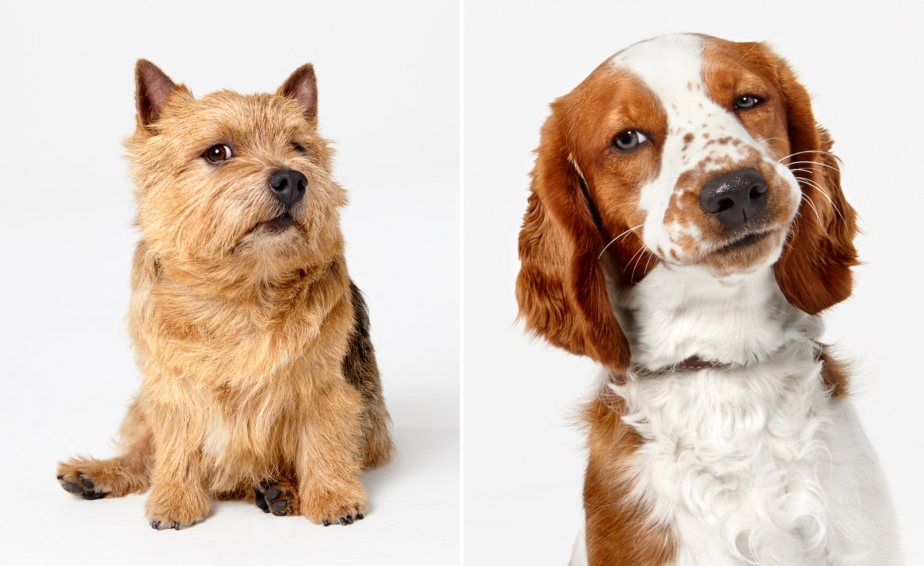 Norwich Terrier and Springer Spaniel portraits