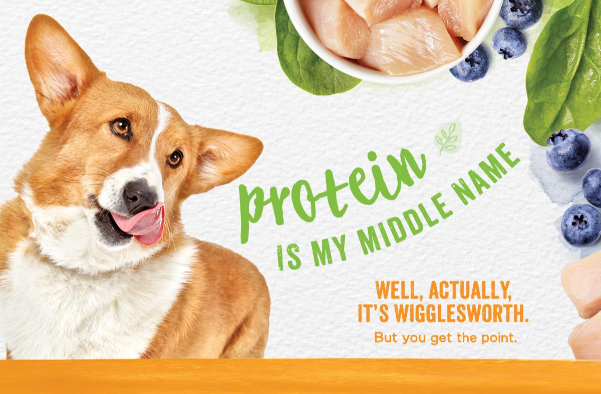licking corgi with tongue out