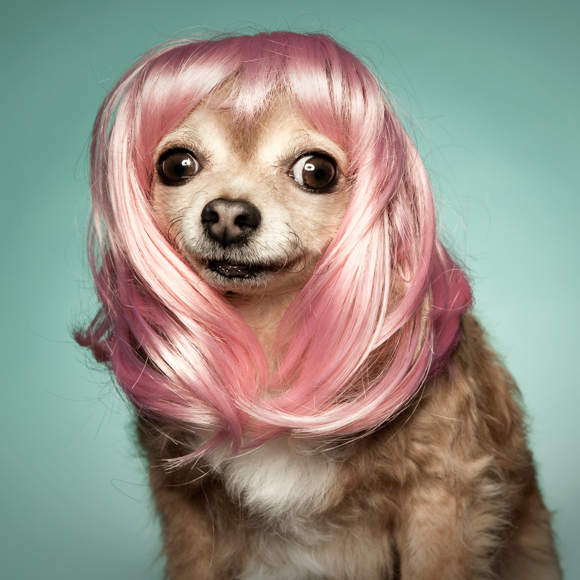 Dog wearing wig