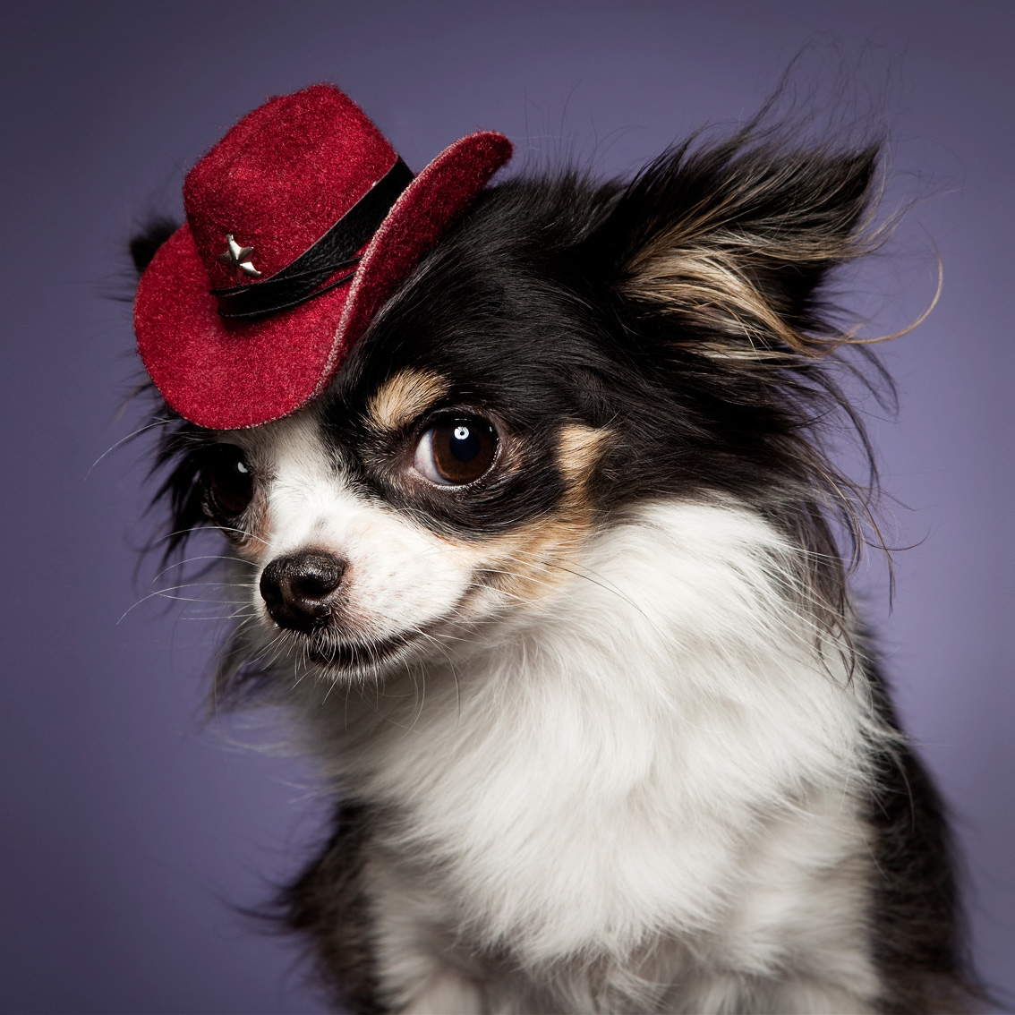 Dog cowboy hat