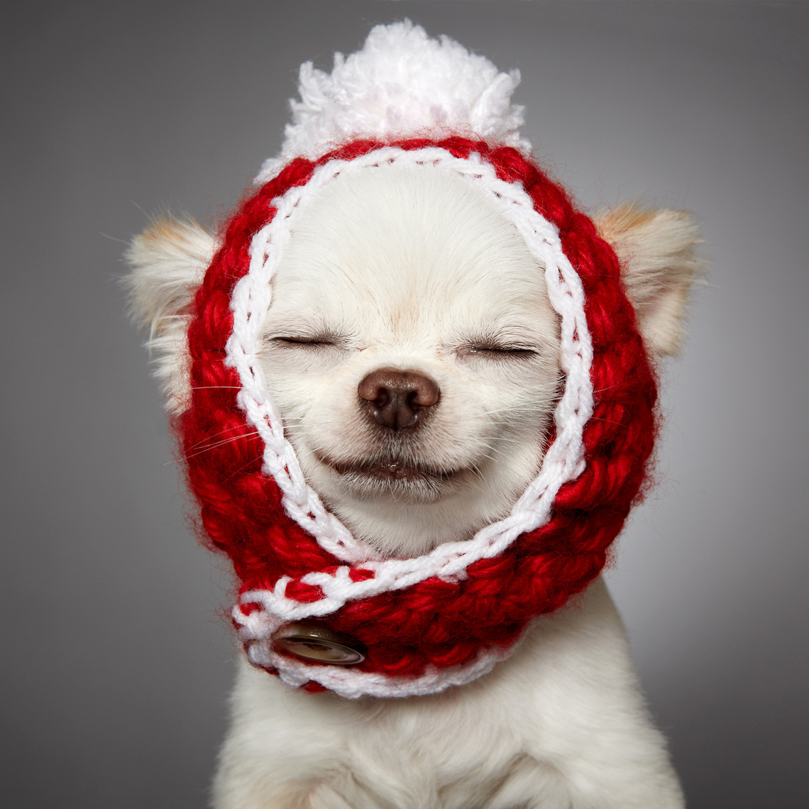 Chihuahua with red pompom hat