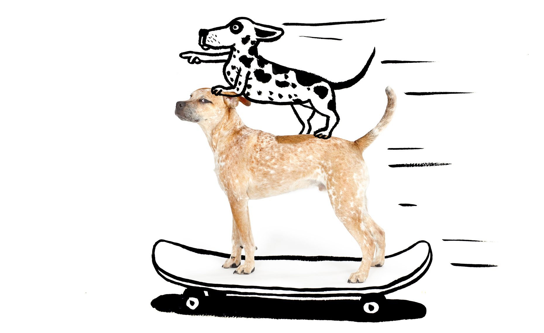 Cattle dog mix on skateboard