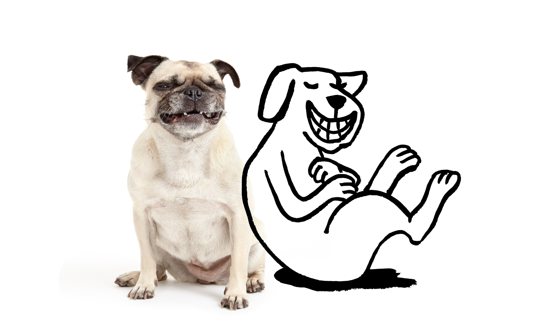 Laughing pug with illustration
