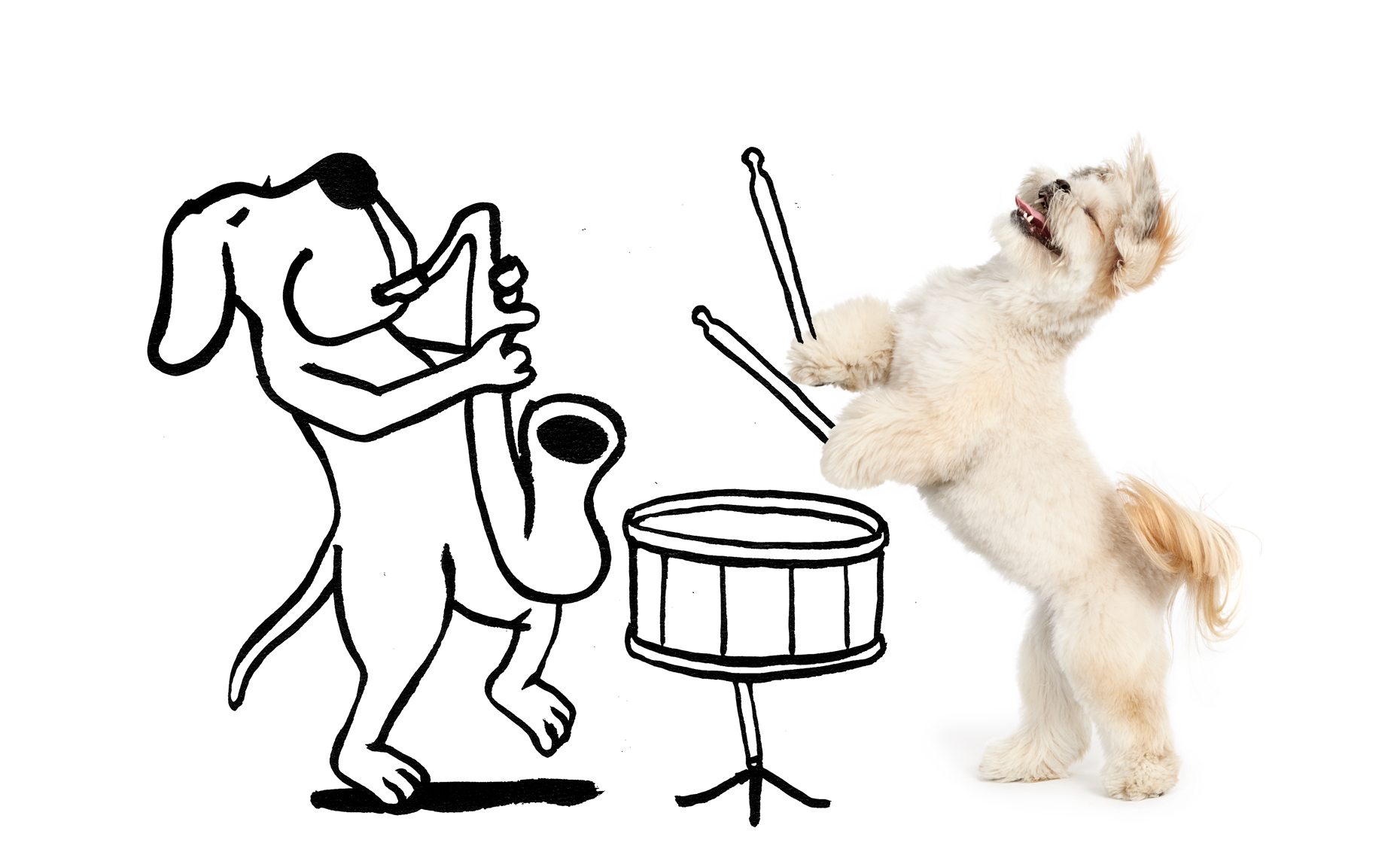 Lhasa Apso dog drumming
