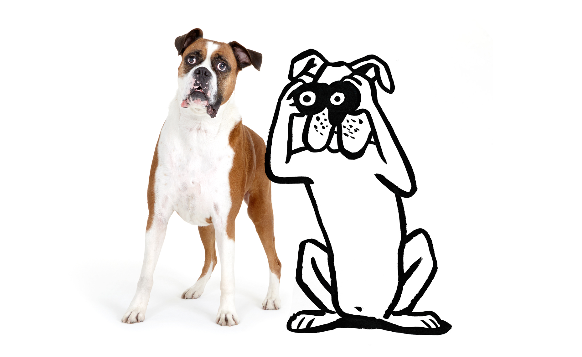 Surprised Boxer with illustration