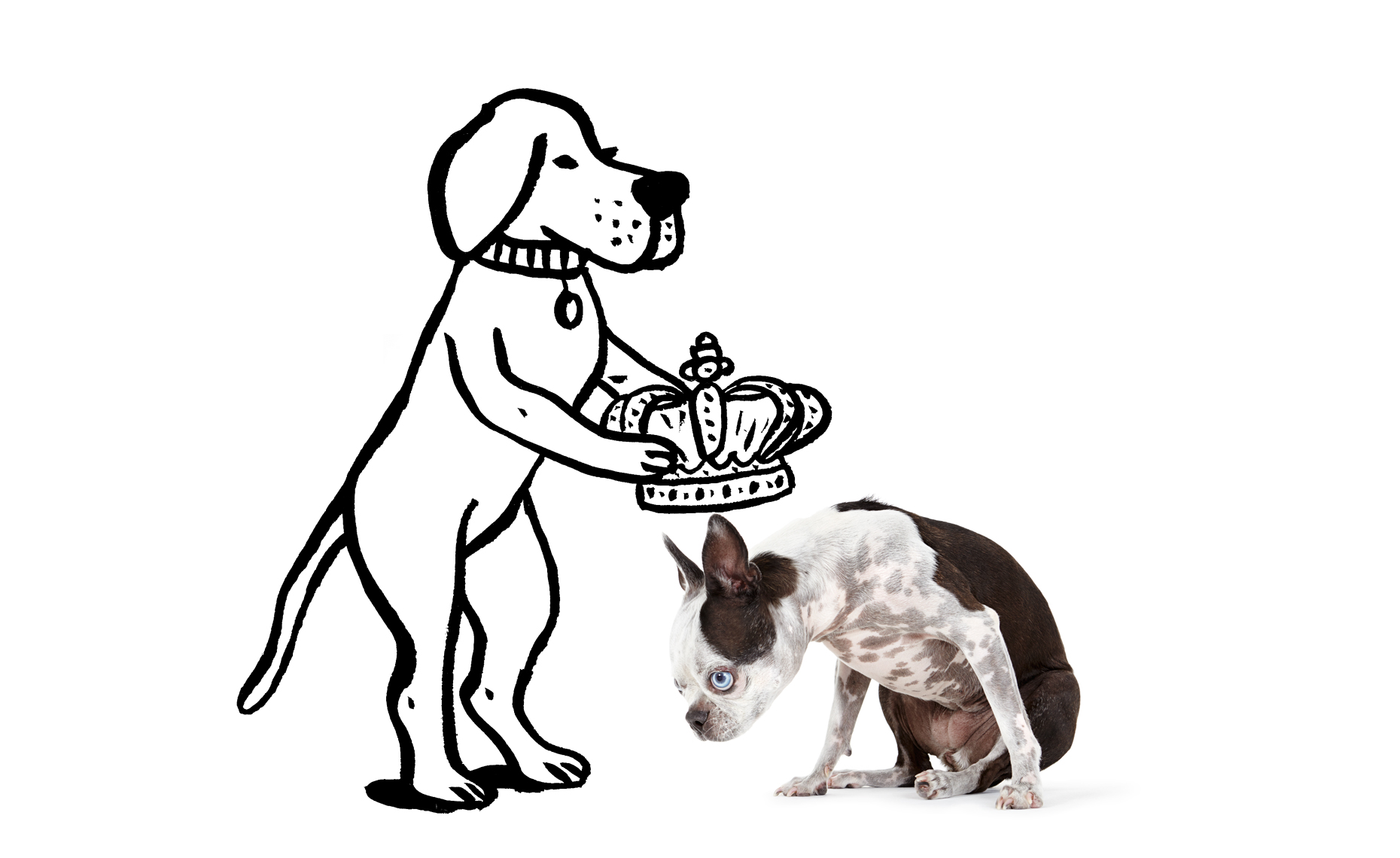 Boston terrier bow illustration