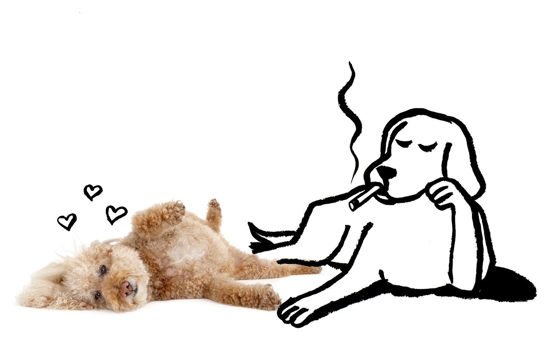 poodle love