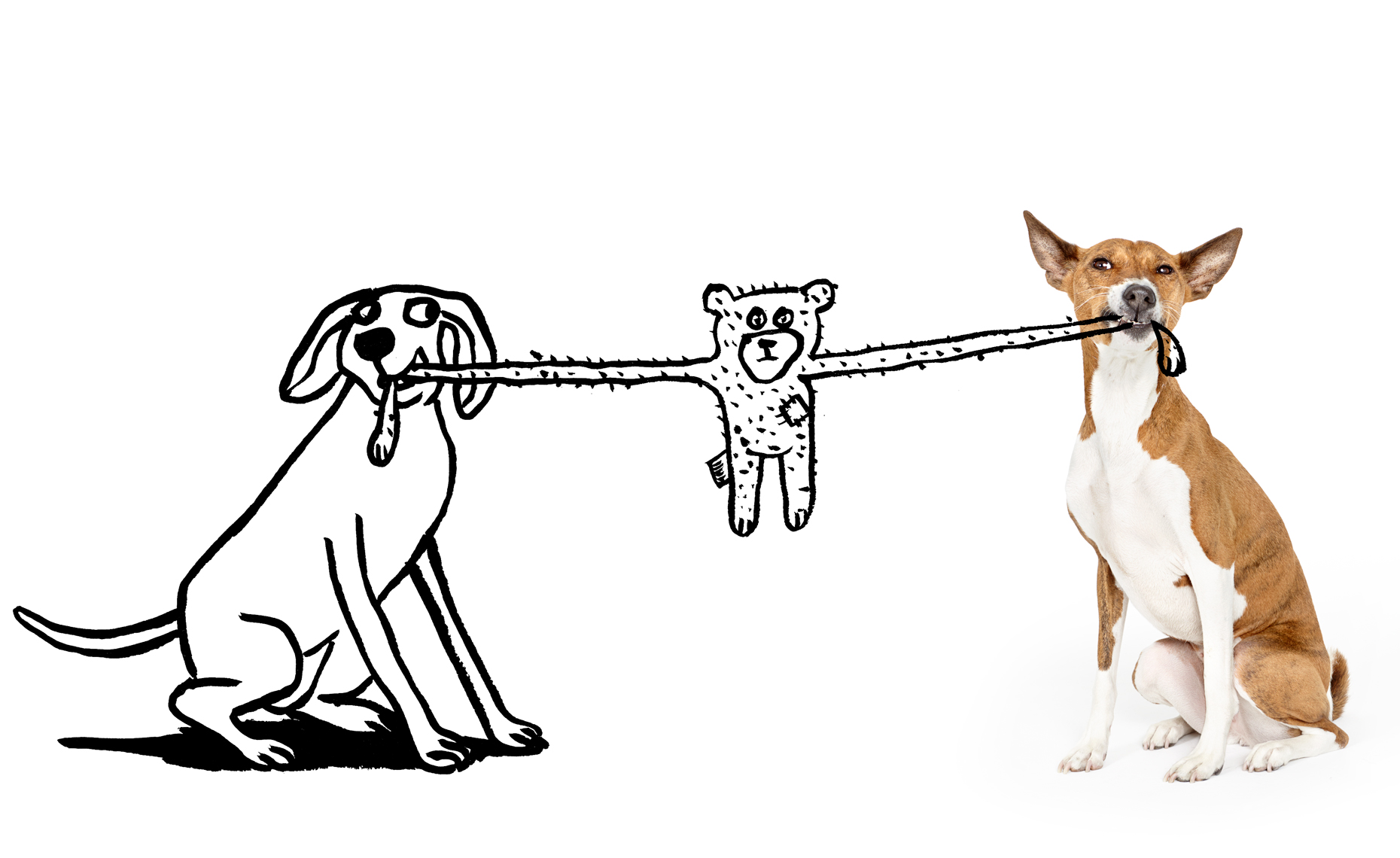 Basenji dog tug of war