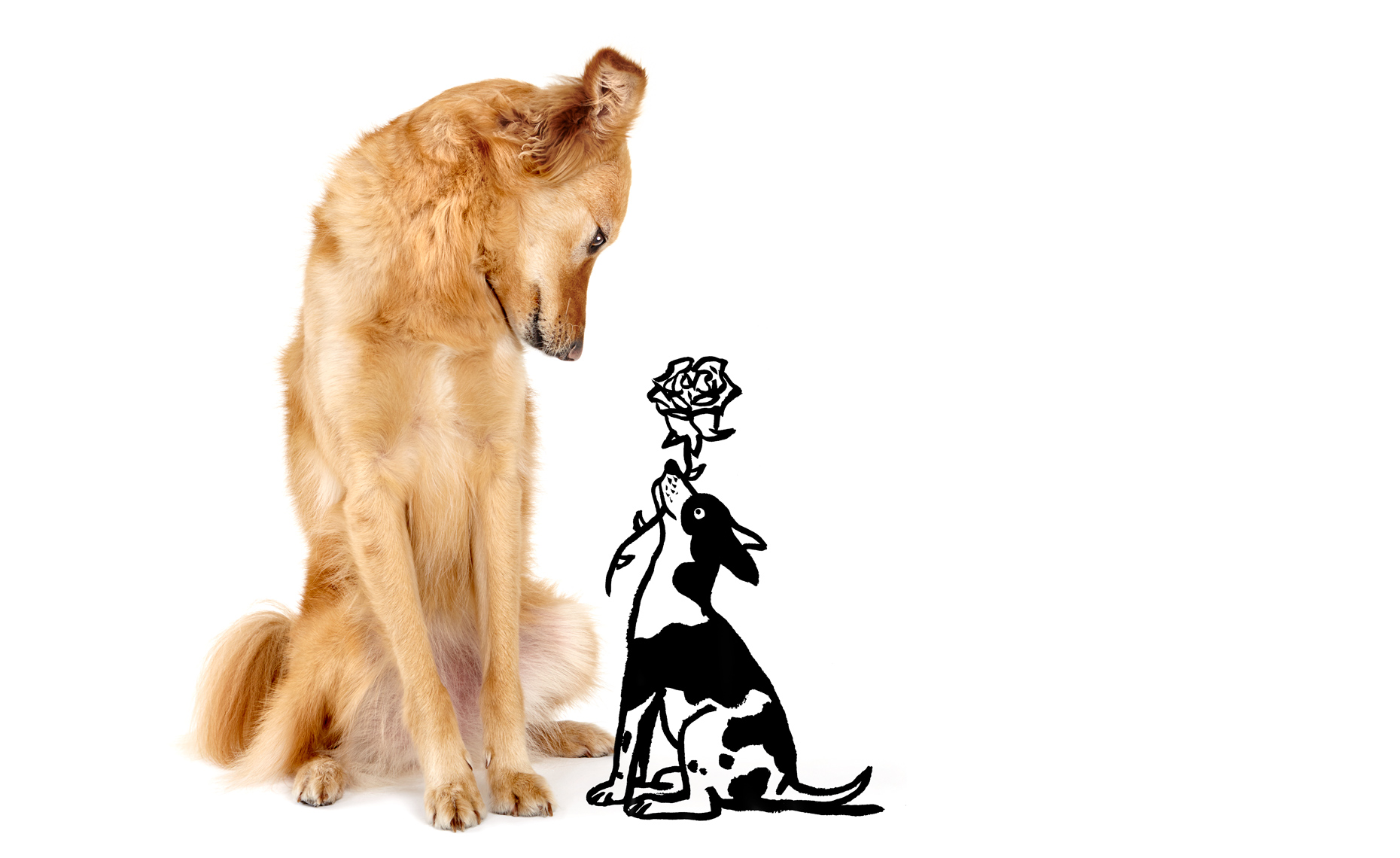 Retriever Mix with Rose