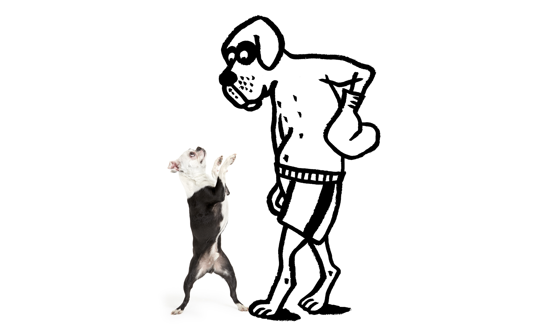 Boston Terrier boxing illustration