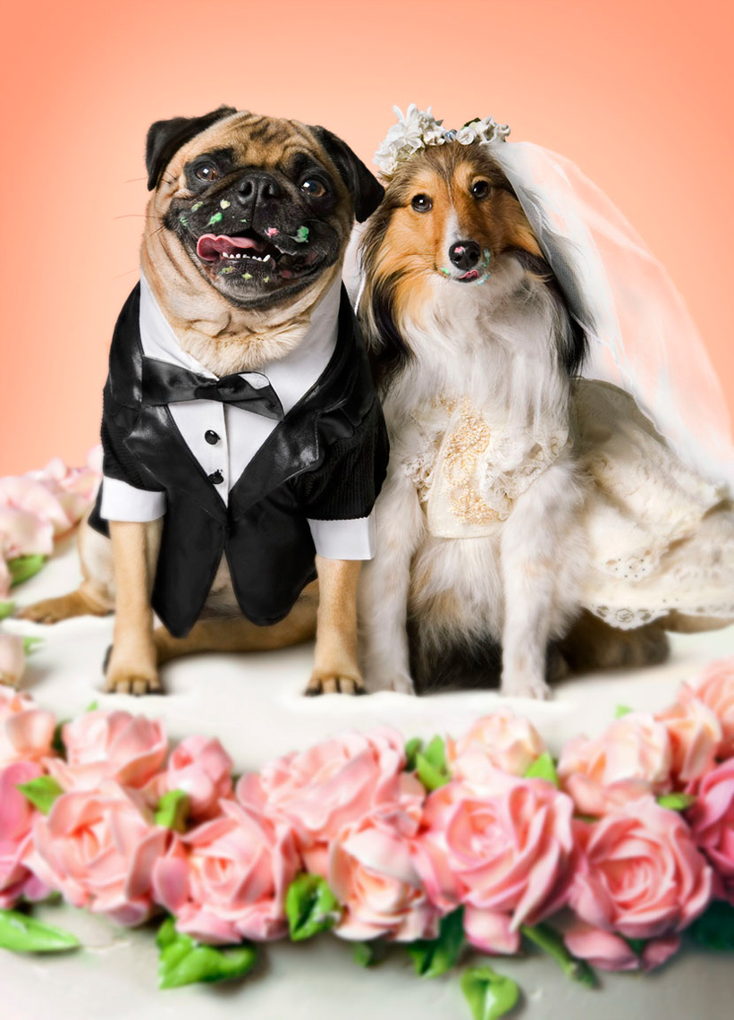 wedding dogs on cake married